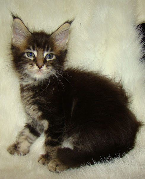     Catsvill County!   !    !       !!!    Catsvill County +7-926-544-74-09     .   ,   ,   ,    ,   ,  ,     ,   -,    ,   !